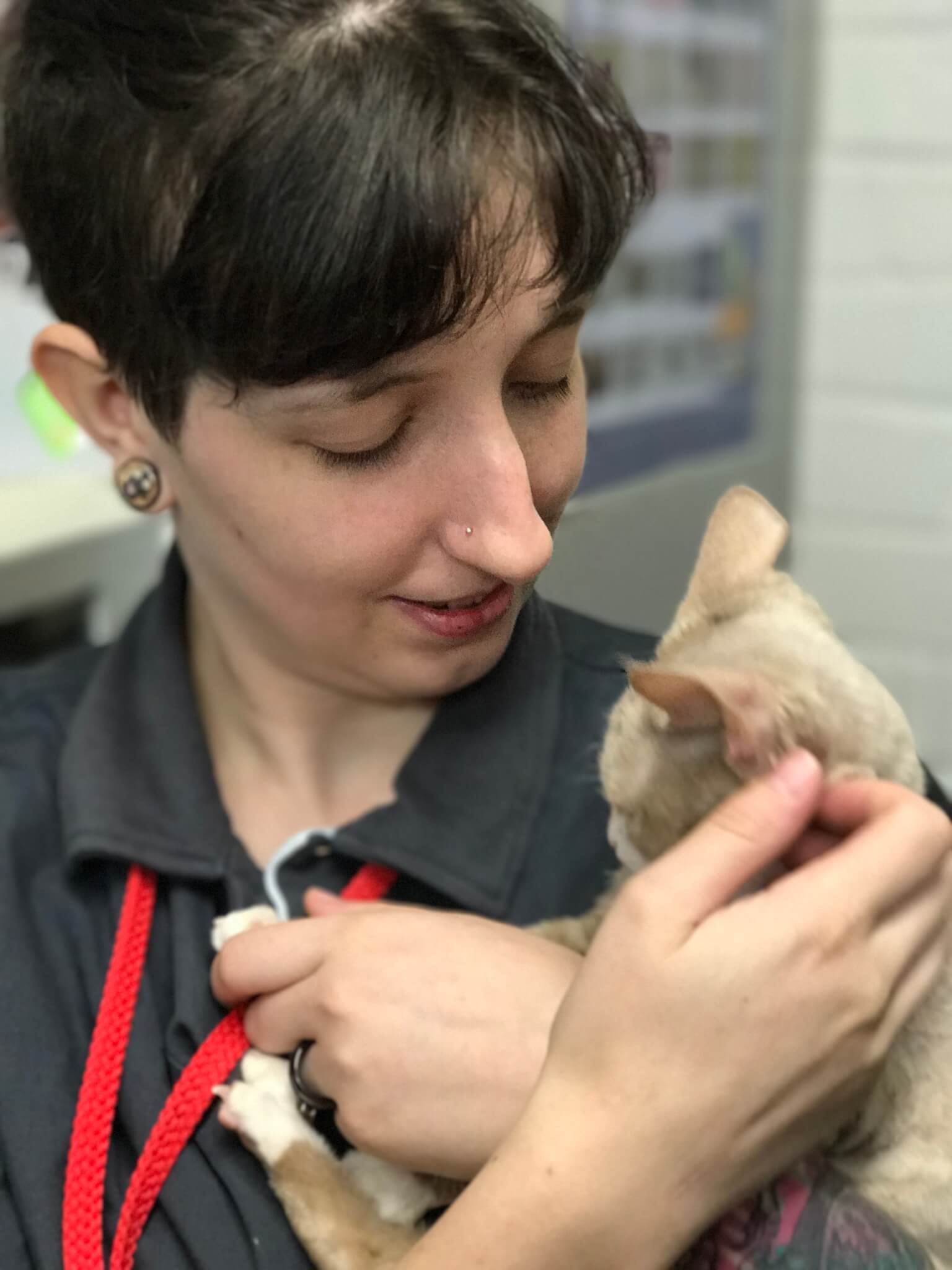 About Us Expert Pet Healthcare West Queanbeyan Veterinary Hospital