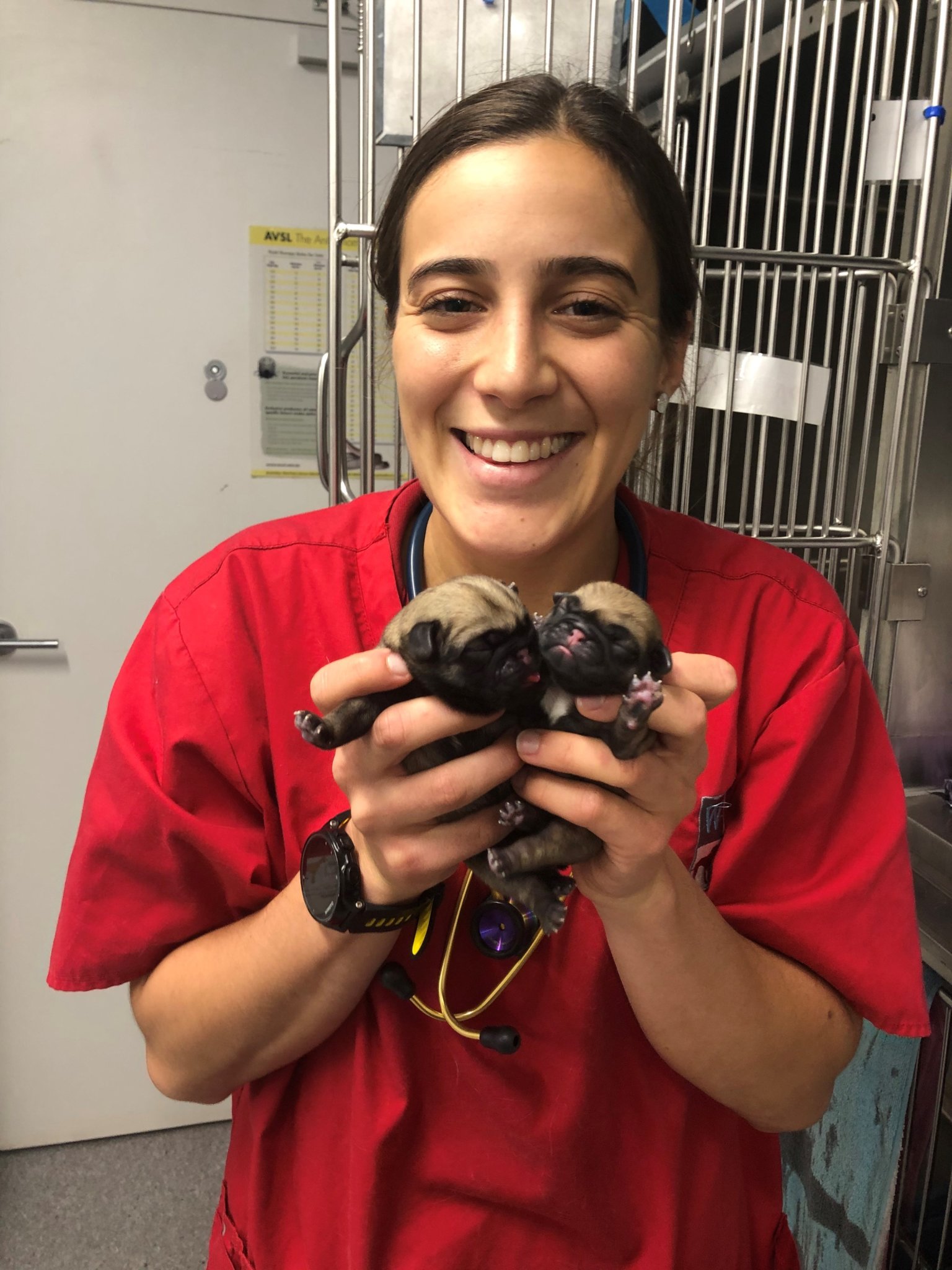 About Us Expert Pet Healthcare West Queanbeyan Veterinary Hospital