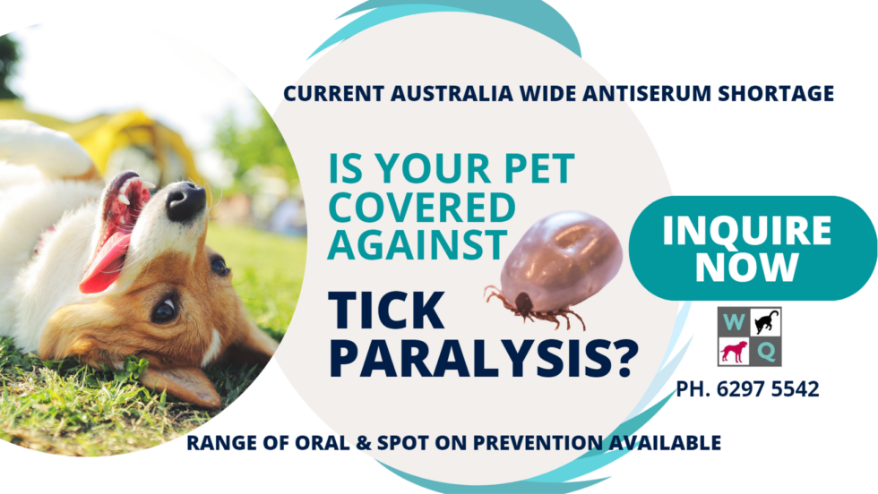 West Queanbeyan Veterinary Hospital Expert & Affordable Pet Care