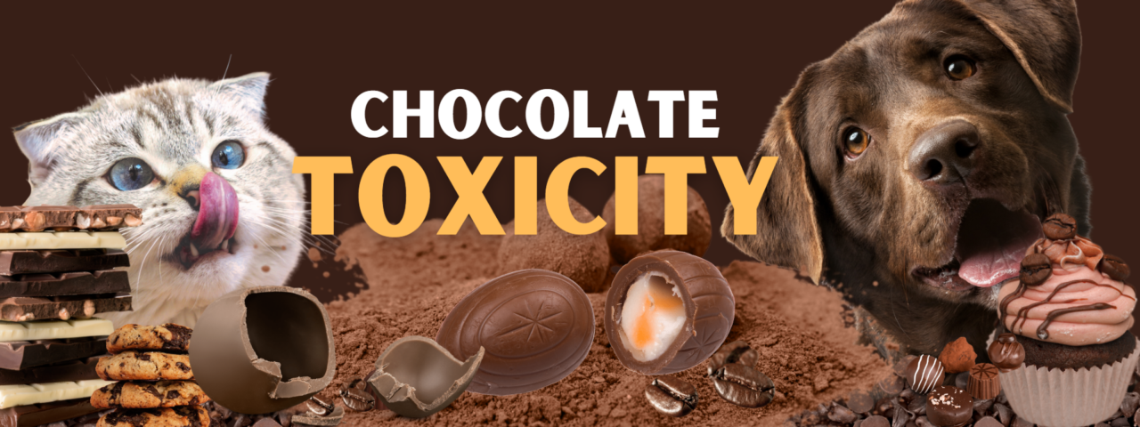 Chocolate Toxicity Calculator West Queanbeyan Veterinary Hospital