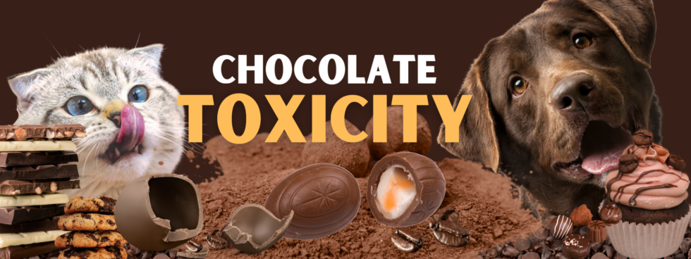 Chocolate Toxicity Calculator - West Queanbeyan Veterinary Hospital